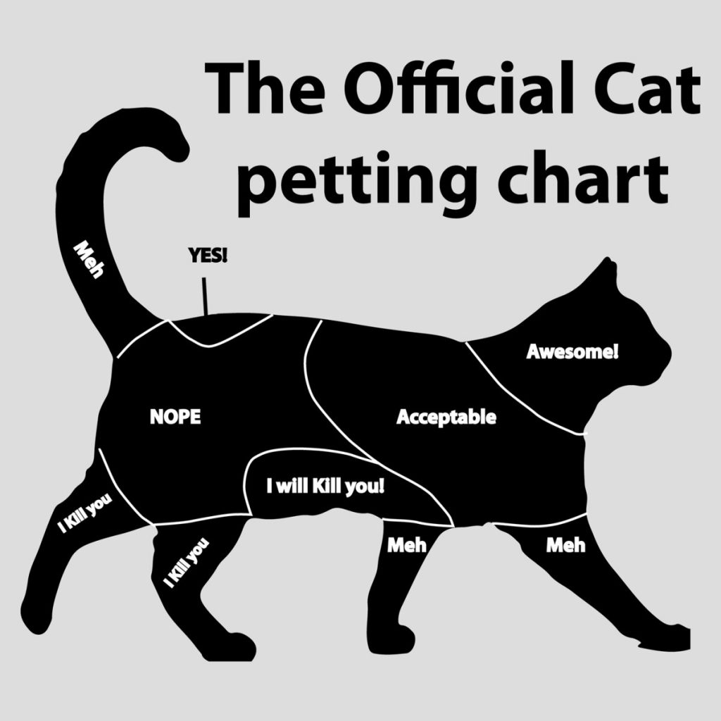 waar worden katten graag geaaid