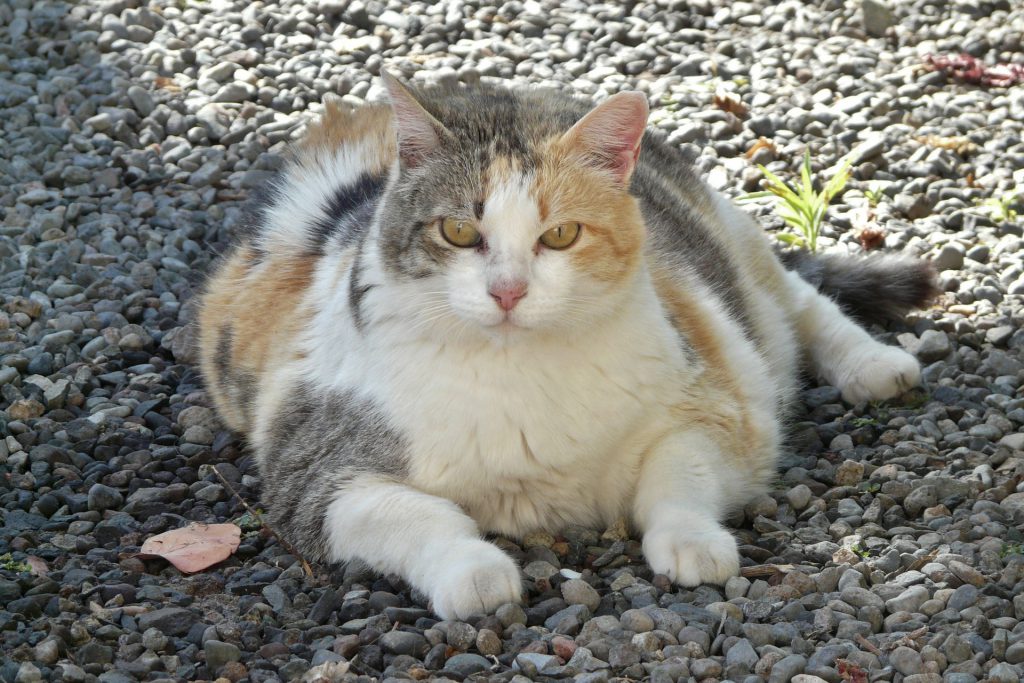 vervilte vacht kat vervilte vacht kat