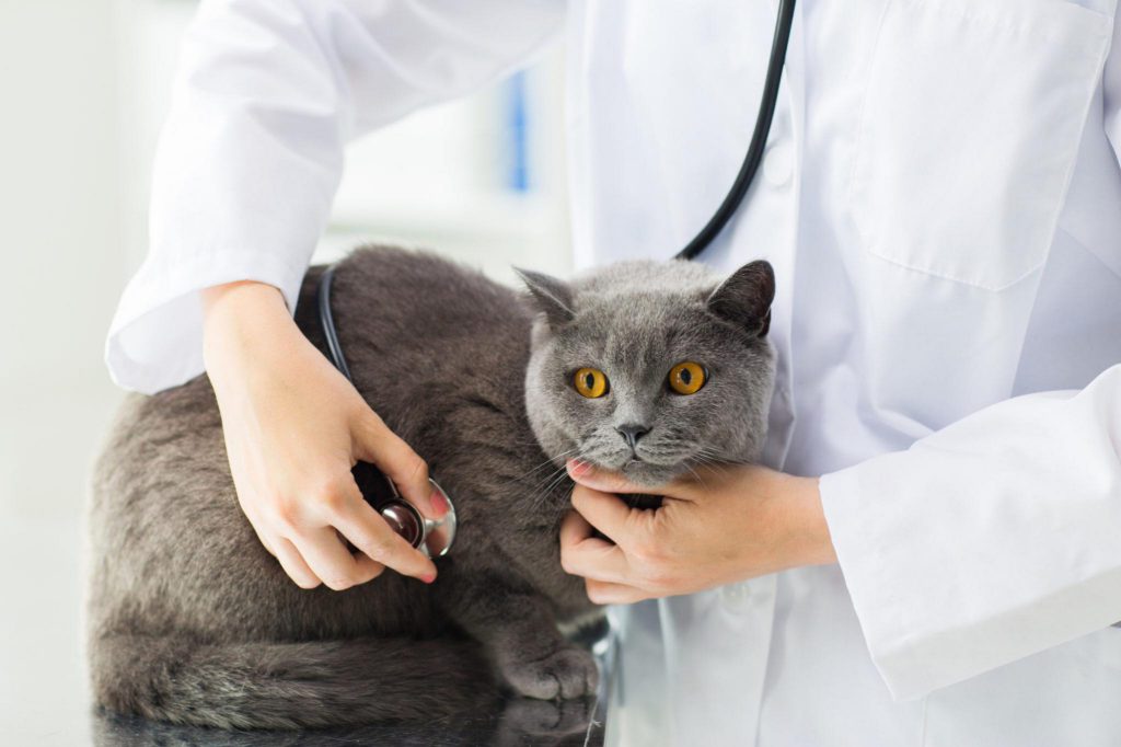 kattenvoer voor gevoelige darmen