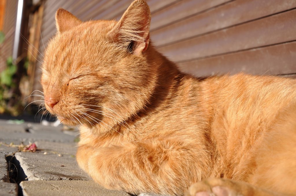 Katten bij warm weer