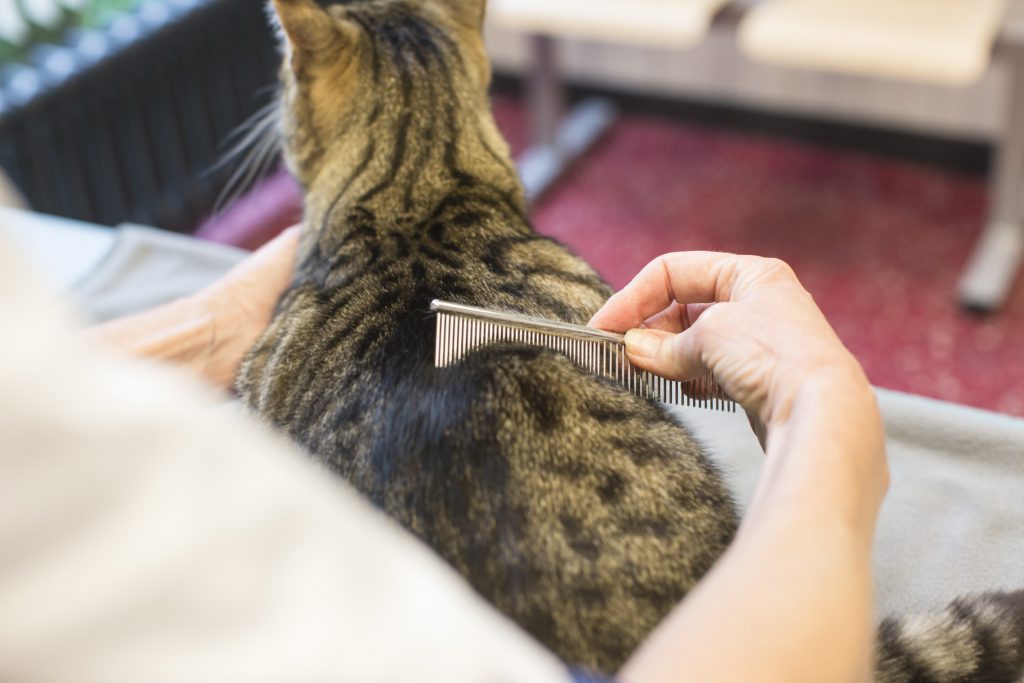 vervilte vacht kat vervilte vacht kat