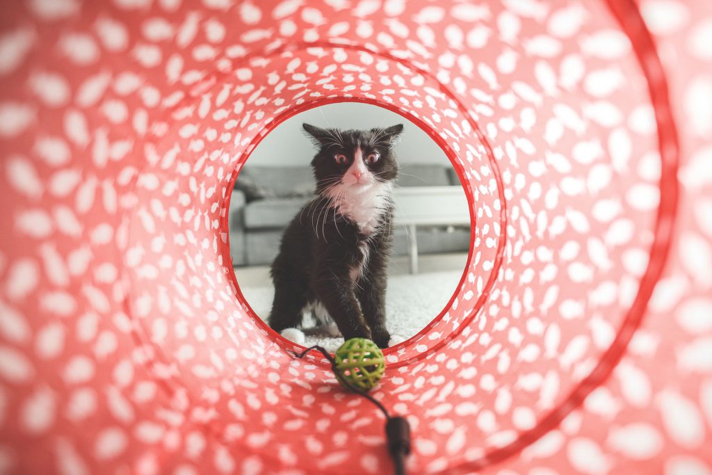leukste goedkoopste kattenspeeltjes
