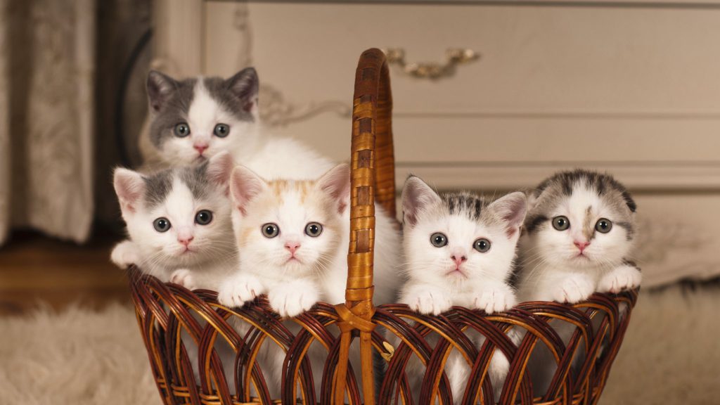 beste ontwormingsmiddel kat beste ontwormingsmiddel kat
