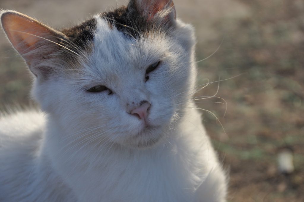 hoe oud wordt een kat