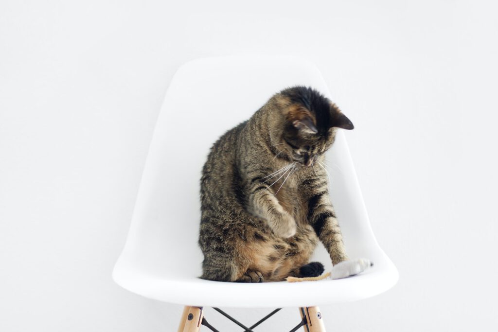 leukste filmpjes voor katten